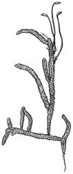 Lembophyllum clandestinum. Habit. Drawn from W.R. Buck 7049, CHR 412514 or K.W. Allison 2942, CHR 523703.
 Image: R.C. Wagstaff © 2008 British Bryological Society. Reprinted by permission of Informa UK Limited, trading Taylor & Francis Group, https://www.tandfonline.com on behalf of British Bryological Society. Reprinted by permission of Informa UK Limited, trading Taylor & Francis Group, https://www.tandfonline.com on behalf of British Bryological Society.